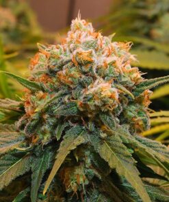 Pink Rozay Strain