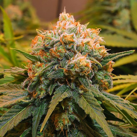 Pink Rozay Strain Pink Rozay Strain